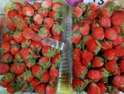 Osmanlı Çileklerinin Kokusu Ve Tadı Jüri Üyelerini Puanlama Yapmakta Zorladı