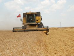 Ceyhan'da Pamuk Üretimi Arttı