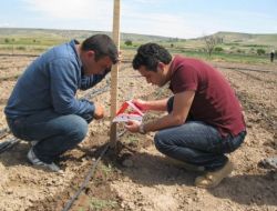 Domates Güvesine Bin 700 Tuzak