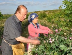 Isparta Valisi Memduh Oğuz Gül Topladı