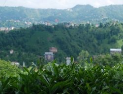 Çay Üreticisi Özel Sektörden Şikayetçi