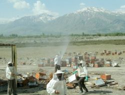 Arılar Kara Yolunu İstila Etti