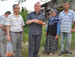 Vali Oğuz, Seralarda İncelemede Bulundu