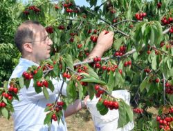Bu Bahçede Ağaçtan Kiraz Yemek Bedava