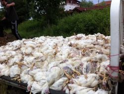 Sıcaklığın 39 Dereceye Çıktığı Perşembe Günü 400 Bin Tavuk Telef Oldu