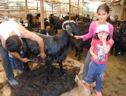 Yörükler, Keçilerin Kıllarını Yörük Çadırı Yapmada Kullanıyor