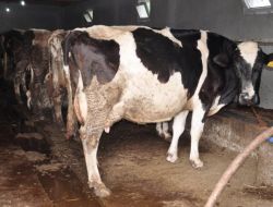 Şarbon Hastalığı Görülen Köy Karantinaya Alındı