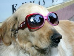 Köpeğine Güneş Gözlüğü Takan Esnaf Satışlarını Artırdı