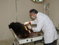 Rize’de Sokak Köpeğini Bıçakladılar