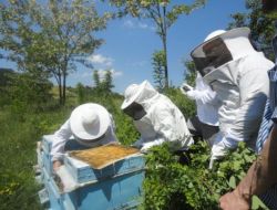 Dagem Arıcılık Kursu Açıyor