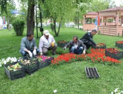 Palandöken Belediyesi Cadde Ve Parklara Çiçek Ekimine Hız Verdi