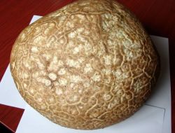 Türkiye’nin En Büyük Mantarları