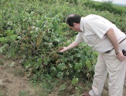 Sigorta Yaptırmayan Üzüm Üreticileri Perişan Oldu