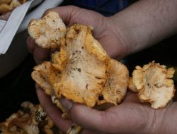 Giresun'da Mantarlar Tezgaha İndi