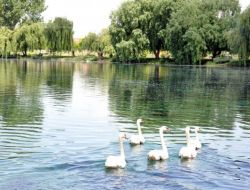 Sülün Ve Tavuslar Artık Ceyhan’ın Kaynağında Yüzecekler