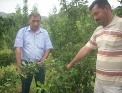 Eğirdir Ve Köylerinde Dolunun Tarım Alanlarına Verdiği Zarar Netleşiyor