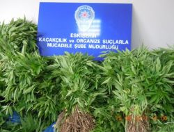 3 BİN KÖK HİNT KENEVİRİ