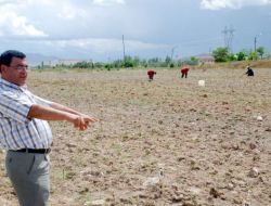Atıl Futbol Sahasında Organik Karpuz