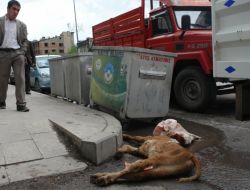 Konteynerlere Atılmayan Çöpler Sağlığı Tehdit Ediyor