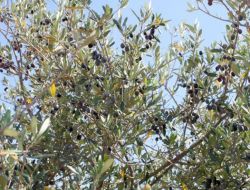 Birecik'te Zeytin Ağaçları Zamanından Önce Ürün Verdi