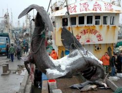 Tayvanlılar Her Yıl Yaklaşık 4 Milyon Köpek Balığı Yiyor