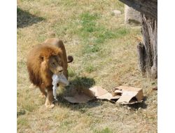 Aslanlara Psikolojik Eğitim