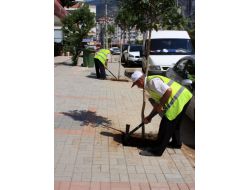 Alanya Kaldırımları Ağaçlandırılıyor