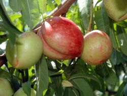 "Yaz Meyveleri Pahalı Olacak"