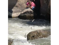 Van Gölü’nde İnci Kefali Dansı