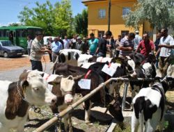 Kılbasan Beldesinde Buzağı Güzellik Yarışması Yapıldı