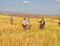 Yerköylü Çiftçiler Dolu Nedeniyle Devletten Yardım İstiyor