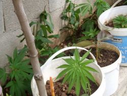 Hint Kenevirinin Faturasını Kuşlara Kesti