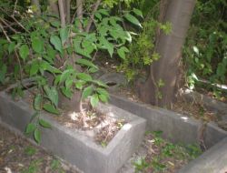 Asırlık Mezarların Hali İçler Acısı