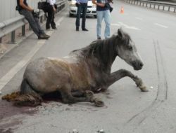 Otomobilin Çarptığı At Saatlerce Yardım Bekledi