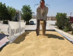 Polatlı’da Yılın İlk Arpa Hasadı 10 Gün Gecikmeli Yapıldı