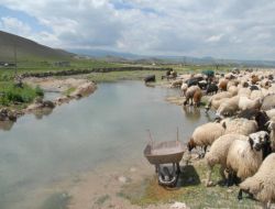 Iğdırlı Yaylacılar, 5 Günlük Yolculuğun Ardından Yaylaya Çıkıyor