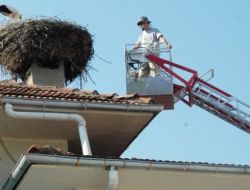 Sındırgı’da Leylek Yavrularına Halka Takılıyor