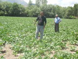 Domuzların Saldırıları Çiftçiyi Düşündürüyor