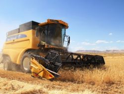 Mardin Ovası'nda Ürün Hasadı
