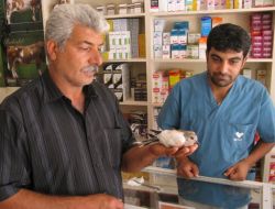 Yaralı Kumruyu 25 Kilometre Uzaktaki İlçeye Götürüp Tedavi Ettirdi