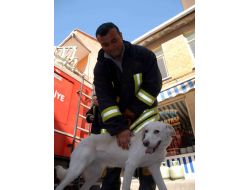 Köpeği İtfaiye Ekipleri Kurtardı