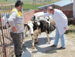 Kene Tehdidine Karşı 90 Bin Hayvan İlaçlanacak