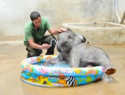 Bebek Fil İzmir'in Banyo Keyfi