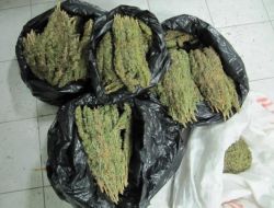 Osmaniye’de 15 Kilo Esrar Ele Geçirildi