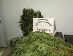 476 Kök Hint Keneviri Ele Geçirildi