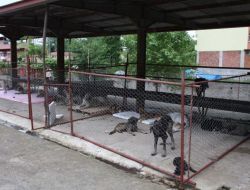 Vakfıkebir’de Başıboş Köpekler Aşılanarak Kısırlaştırılıyor