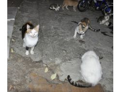 Kira Gelirini Kedilerine Mama Parası Yapıyor
