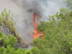 Anamur'da Çıkan Orman Yangını Kontrol Altına Alındı