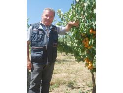 Salihli’de Çekirdeksiz Renkli Üzüm Üretimi Başladı