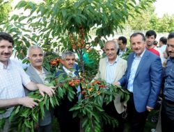 Bağcılar’da Kiraz Dalından Yeniyor